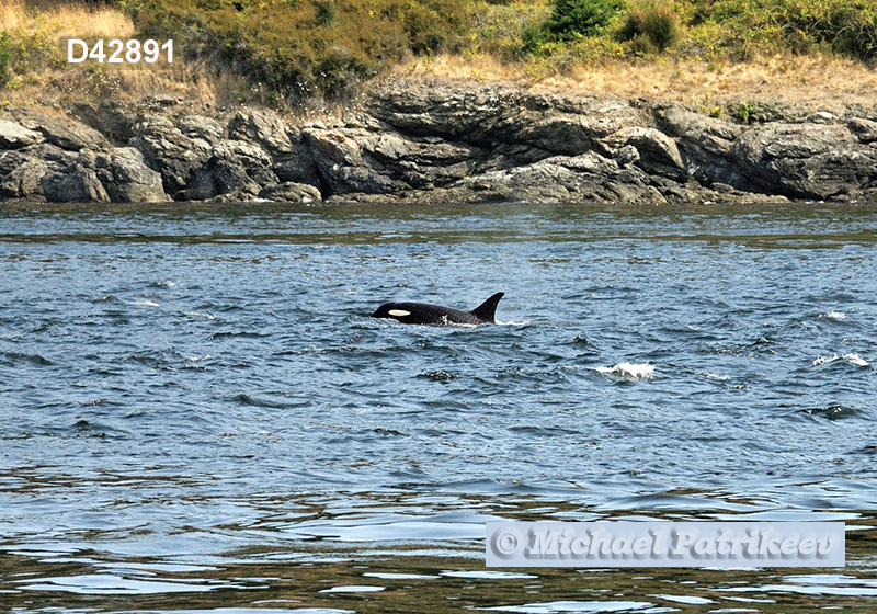 Killer Whale (Orcinus orca)